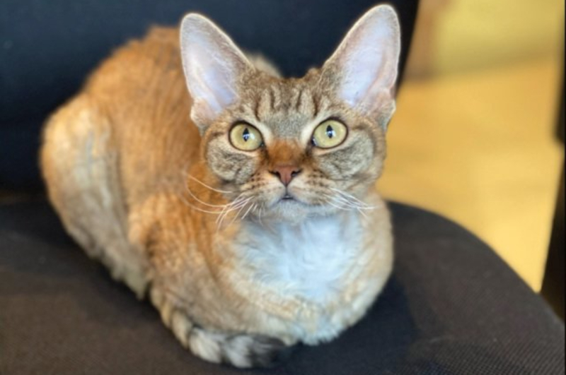 Rhéia, la mascotte féline de la clinique