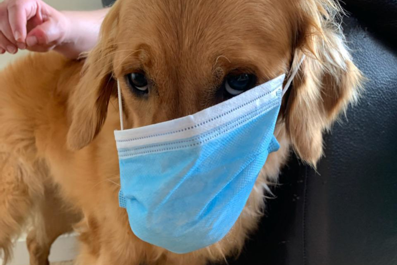 Ora, mascotte de la clinique